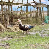 اردک اسرائیلی