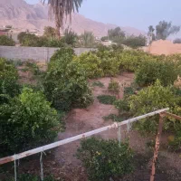 باغ|فروش زمین و ملک کلنگی|جنت, |دیوار