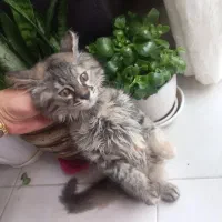 بچه گربه