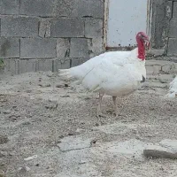 بوقلمون|حیوانات مزرعه|شیراز, احمدآباد|دیوار