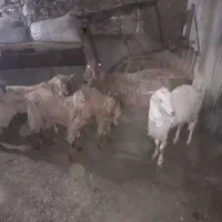 بز و بزغاله نروماده|حیوانات مزرعه|گنبد کاووس, |دیوار