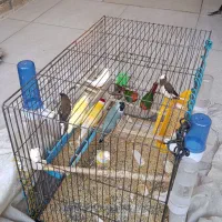 چهار جفت گلدین اماده|پرنده|قم, سید معصوم|دیوار