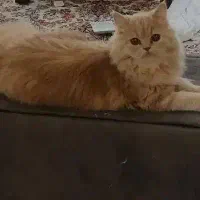 گربه پرشین|گربه|کرمان, |دیوار