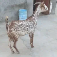 بزنقشی  دقلوزا آبستن دوماه نیم‌