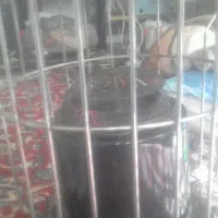 چراغ نفتی یا طویست