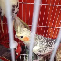 طوطی عروس های سالم سرحال بازیگوش|پرنده|رشت, باهنر|دیوار