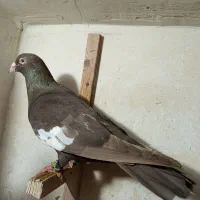 کبوتر سرک قهوی