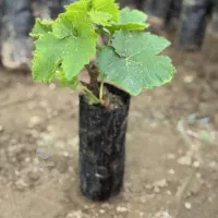 نهال انگور موندراب