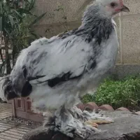 جوجه برهما اصیل|حیوانات مزرعه|گرگان, |دیوار