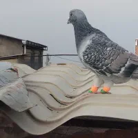 کفتر|پرنده|سنگدوین, |دیوار