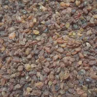 کشمش با کیفیت تمیز