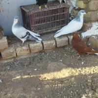 کفترچپ کبود دمسفید|پرنده|اقبالیه, |دیوار