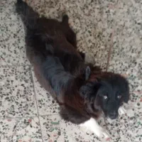 سگ پاکوتاه نژاد دار