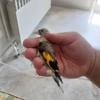 سهره نر فوق شرور