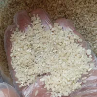 برنج /برنج کامفیروزی/نیم دانه/خورده/ارگانیک