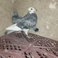 پلاکی|پرنده|مرودشت, ثبت احوال|دیوار