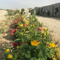۶۶۰ متر باغچه ۴ دیواری ، سهمیه اب ، رامجین ، کاسبی|فروش زمین و ملک کلنگی|کرج, برغان|دیوار
