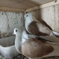 دو عدد کبوتر جفت|پرنده|قرچک, مهدیه|دیوار