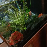 آکواریوم ماهی،پلنت گیاهی|ماهی|تهران, افسریه شمالی|دیوار