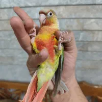 کاسکو دم شکلاتی سخنگو دستی و جوجه گرینچیک دونخور|پرنده|نجف‌آباد, الله اکبر|دیوار