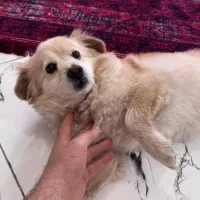 میکس اسپیتز پامر