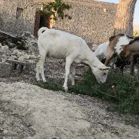 بزه|حیوانات مزرعه|خمیر, |دیوار