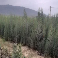 انواع نهال اوکالیپتوس و..|گل و گیاه طبیعی|قرق, |دیوار