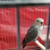 جوجه کوتوله تازه میخاد دون خور بشه|پرنده|خمینی‌شهر, |دیوار