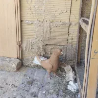 سه تا کفتر درجه یک|پرنده|شیراز, تندگویان|دیوار