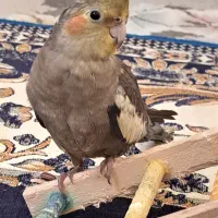 عروس هلندی نر سخنگوی باهوش|پرنده|تهران, شهرک گلها (تهرانسر)|دیوار