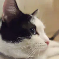 گربه گمشده|حیوانات|تبریز, |دیوار