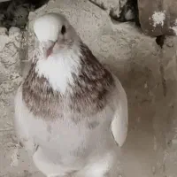 کبوتر دانه ای 250 یک کلمه|پرنده|نکا, |دیوار