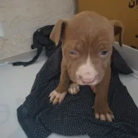 واگذاری پیتبول