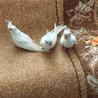 عروس هلندی آلبینو و لوتینو