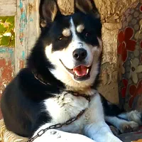 دوبرمن اسکی نر|سگ|بجنورد, |دیوار