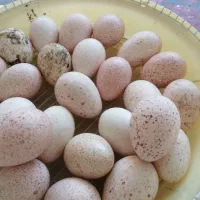 بوقلمون برنز محلی همراه تخم بوقلمون کاملا خانگی|حیوانات مزرعه|شیراز, کرونی(خاتونک)|دیوار