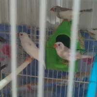 فنچ مولد|پرنده|شیروان (خراسان), |دیوار