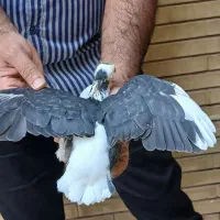 دوکت سیاه خال پشتی ۳به۳|پرنده|شیراز, ترمینال باربری|دیوار