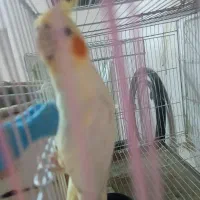 عروس هلندی مولد