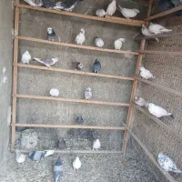 یدونه کفتر نر سبز دوم سفید گوم کردم