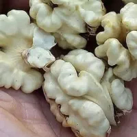 گردو تازه کهمان الشتر
