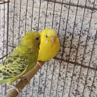 یک جفت مرغ عشق مولد همراه با تمام وسایل و یه جوجه|پرنده|قم, شهرک امام حسن|دیوار