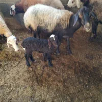 سه عدد گوسفند با دو بره