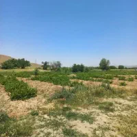 باغ-انگوری-ملک-شخصی