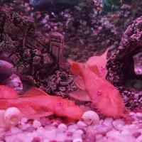 پوزه بوته ای آلبینو بالغ با بهترین تغذیه|ماهی|رباط‌کریم, رباط‌کریم|دیوار