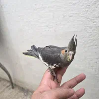 گرینچیک جوجه عروس هلندی مرغ عشق کبوتر|پرنده|بندرعباس, |دیوار