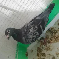 کبوتر|پرنده|گتوند, |دیوار