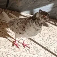 کبوتر  سرور