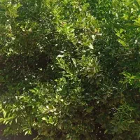 باغ|فروش زمین و ملک کلنگی|فورگ, |دیوار