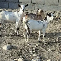 کهره همه رنگ